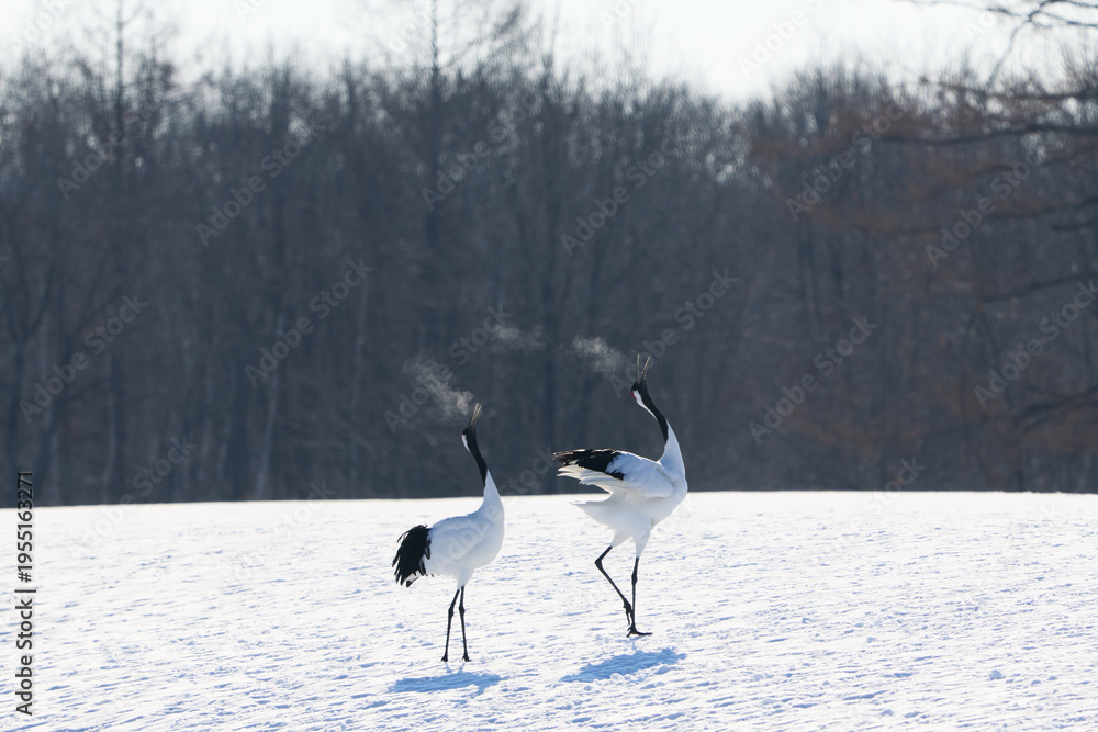 Fototapeta premium 鳴いている鶴