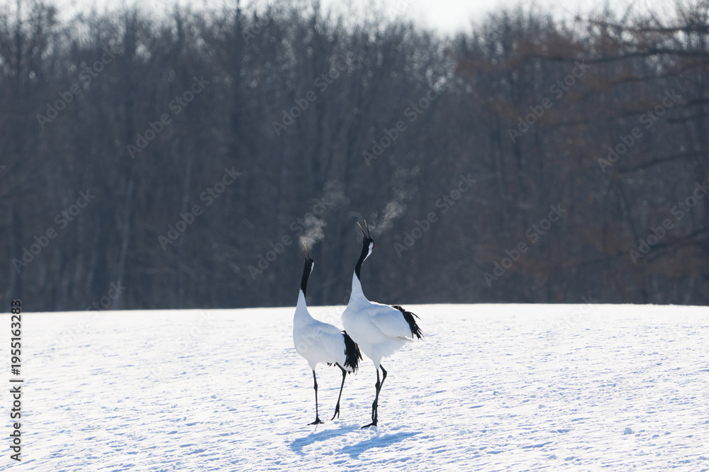 Fototapeta premium 鳴いている鶴