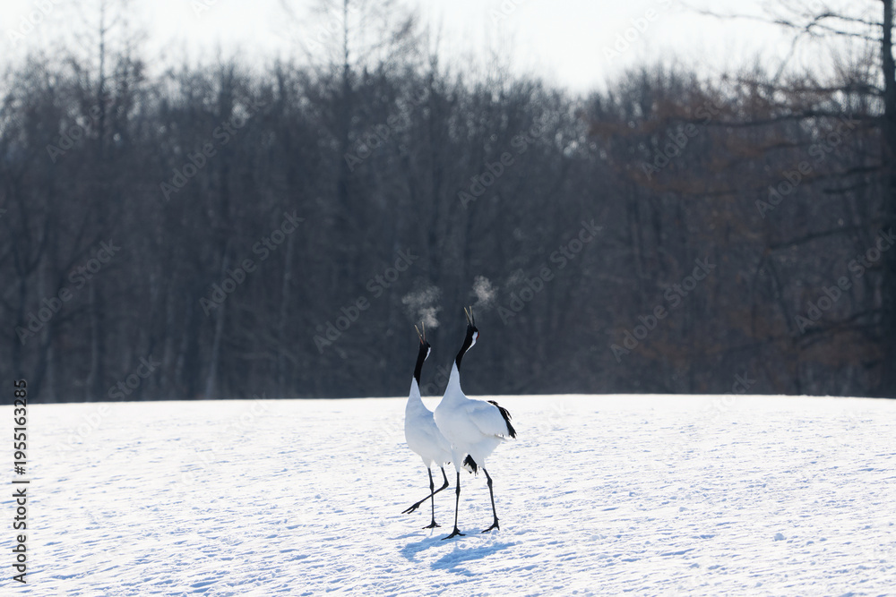 Fototapeta premium 鳴いている鶴