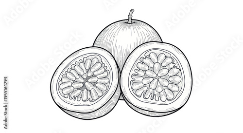 Passion Fruit Line Drawing Sketch - Whole and Halved Tropical Fruit