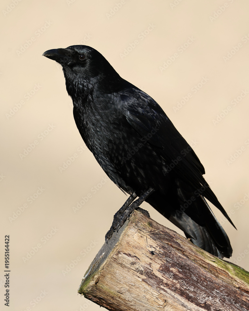 Obraz premium Black bird common raven close up wildlife photo