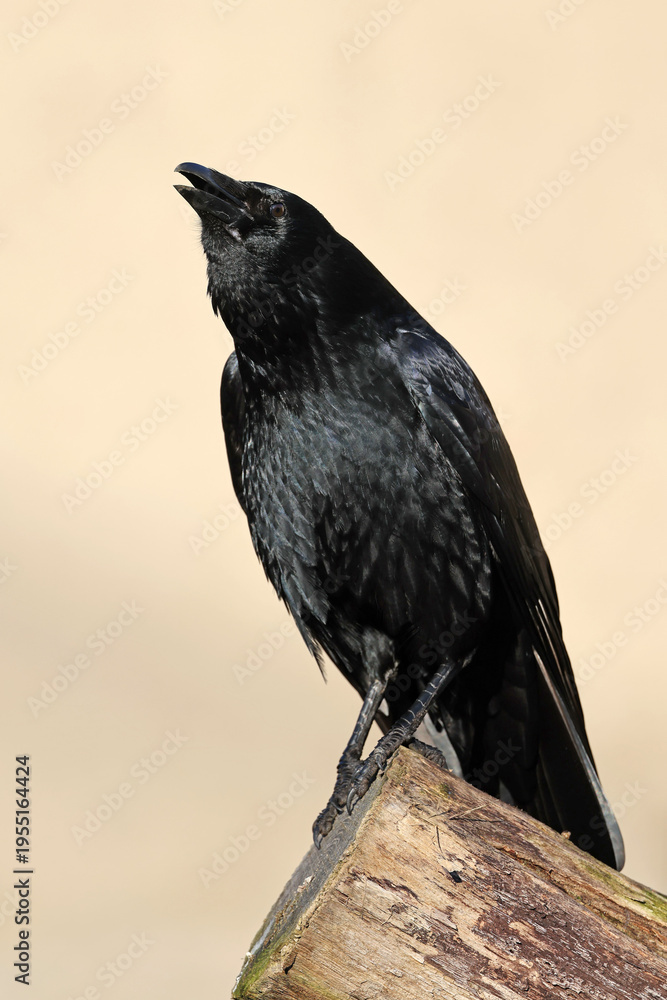Obraz premium Black bird common raven close up wildlife photo