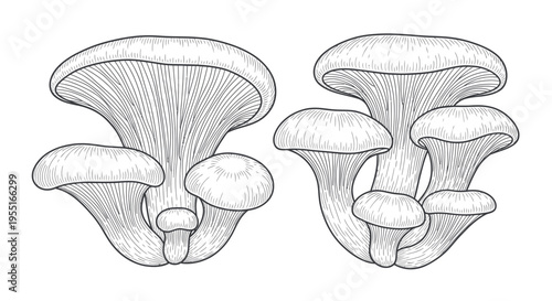 Oyster Mushrooms Illustration - Hand Drawn Sketch Style