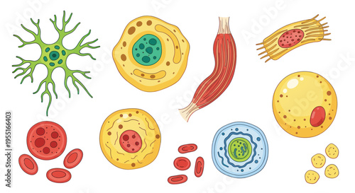 Diverse Human Cell Types Illustration: Neuron, Muscle, Blood, Fat, and More