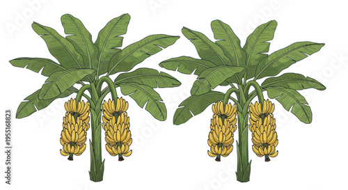 Two Ripe Banana Bunches Growing on Palm Trees