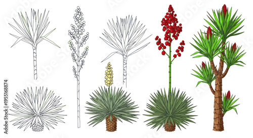 Yucca Plant Illustrations: Line Art and Realistic Color Drawings