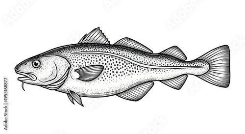 Atlantic Cod Fish Illustration - Hand-Drawn Style, Seafood Ingredient