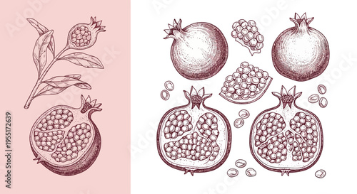 Elegant Hand-Drawn Pomegranate Fruit and Botanical Elements Vector Set for Health, Food, and Natural Product Designs