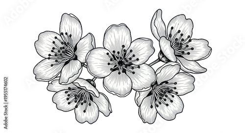 Delicate Cherry Blossom Branch, Black and White Hand-Drawn Sketch