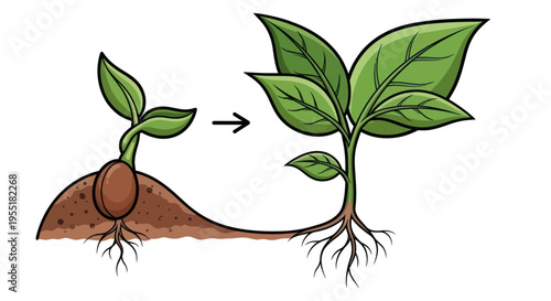 Plant growth from seedling to sprout.