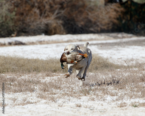 Photography Labrador retriever running with a duck after retrieving it