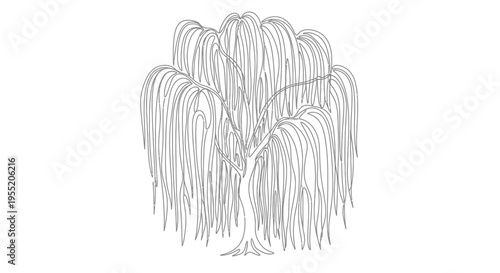 Weeping Willow Tree Line Art Black and White Illustration Isolated on White Background