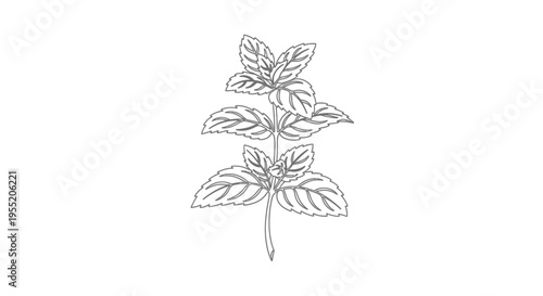 Mint Sprig Line Art Drawing Isolated on White Background