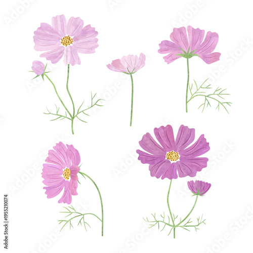Set of watercolor cosmos flowers in pink and purple colours, with green stems...