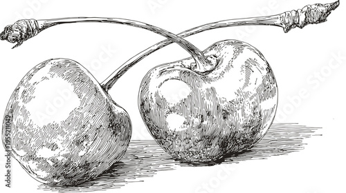 Intricate ink illustration of two cherries, detailed with cross-hatching, on a bright white background