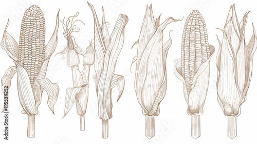 Sepia toned illustration of several corn cobs with husks and stalks in varying stages