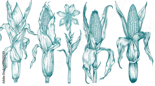 Hand-drawn botanical illustration with ears of corn and flower. Turquoise hues on a white background