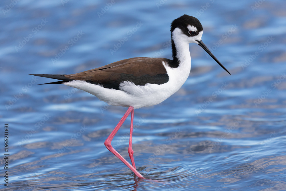 Obraz premium Black-necked stilt, seen in a North California marsh 