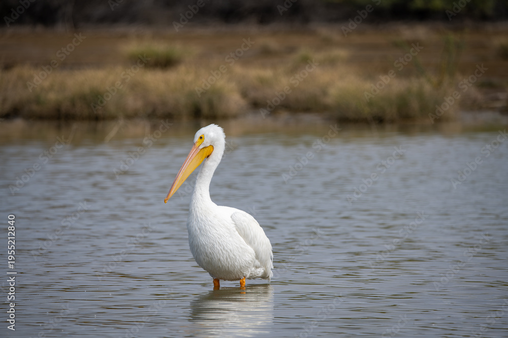 Obraz premium Snowy Egret of Gilvert Riparian
