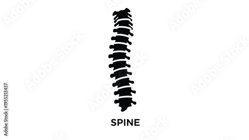 Black silhouette of a human vertebral column or spine isolated on a white background with the word spine written at the bottom.
