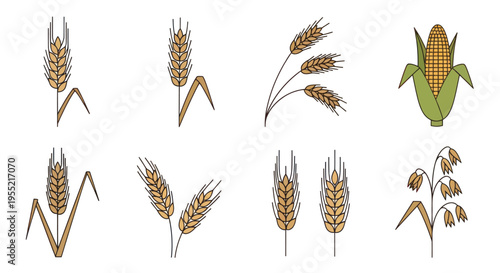 Golden Wheat Ears and Corn Illustration.