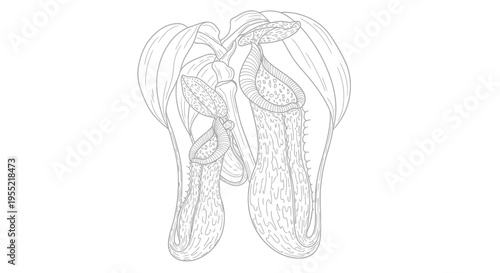 Top view line drawing of ballet pointe shoes for dance study.