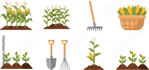 Corn Farming Agriculture Illustration Set with Maize Plants Growth Stages Harvest Basket and Gardening Tools Vector Collection for Organic Farming and Rural Design