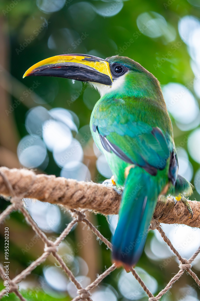 Obraz premium The Emerald Toucanet (Aulacorhynchus prasinus) is a small, green toucan of Central American forests, known for its bright plumage, curved bill, and agile canopy life.