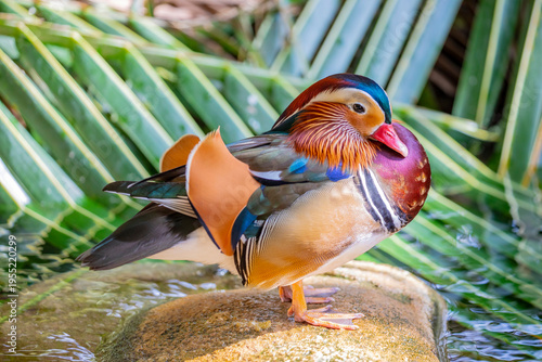 The male Mandarin duck  (Aix galericulata). 
It is a perching duck species native to the East Palearctic. It is sexually dimorphic; males showing a dramatic difference from the females.