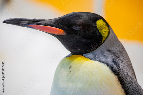 Quadro su tela The king penguin (Aptenodytes patagonicus) is a large penguin known for its striking orange markings and elegant upright posture