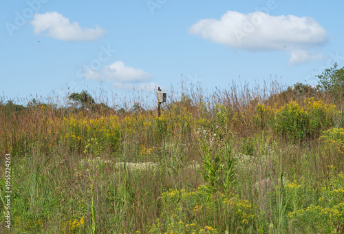 Wooden Birdhouse in Wildflower Meadow under Blue Sky with Clouds