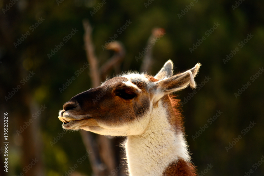 Fototapeta premium Side portrait of a guanaco in sunny nature habitat