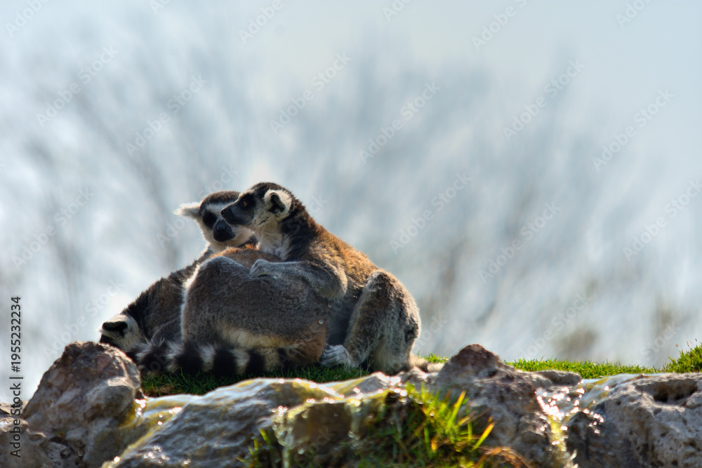 Fototapeta premium Wild ring-tailed lemurs observing the environment from a rocky perch