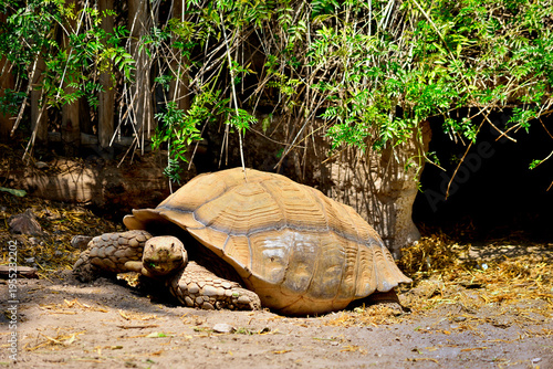 Photography Portrait of a Sulcata tortoise on a conservation environment