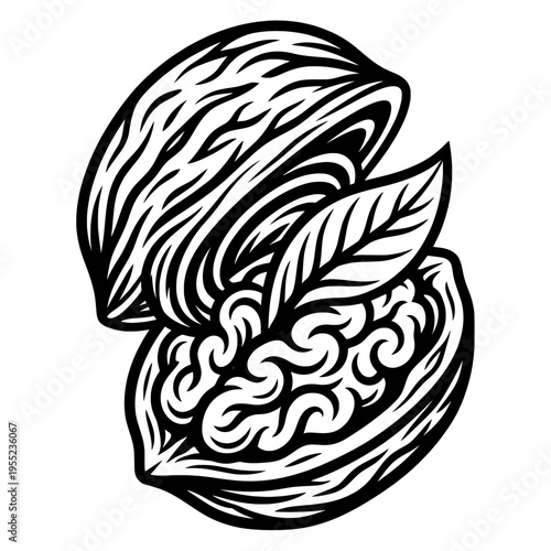 Walnut Nut with Leaf Organic Healthy Food Vector Illustration