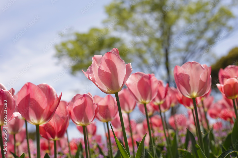 Obraz premium Beautiful tulip in flower garden