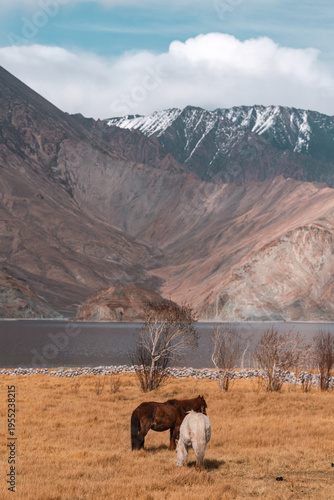 Leh ladakh india travel tou...
