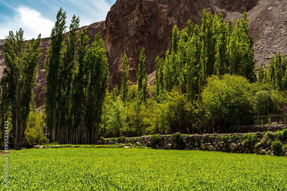 Obraz premium Lush green field with tall poplar trees and rocky mountain backdrop in leh ladakh india, perfect for travel tourist trip in himalayan region, peaceful and scenic landscape