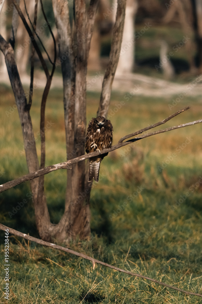 Fototapeta premium Hawk perched on tree branch near water, displaying black and brown feathers, representing predator vital to ecosystem, with kite like silhouette and natural background