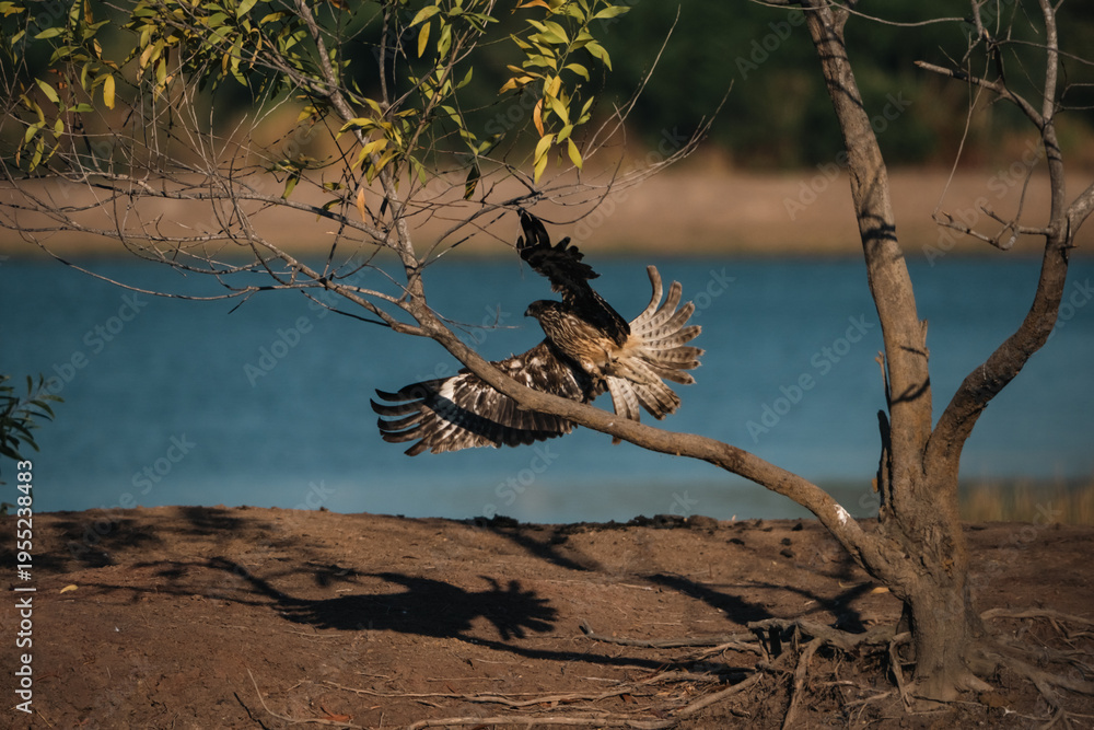 Fototapeta premium Hawk perched on tree branch near water, displaying black and brown feathers, representing predator vital to ecosystem, with kite like silhouette and natural background