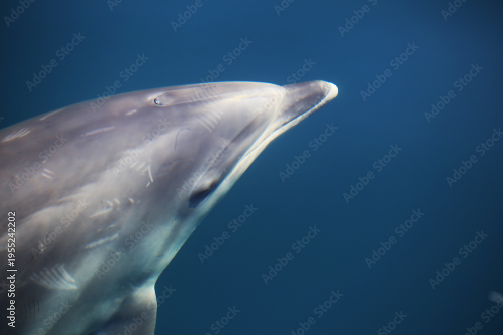 Naklejka premium Bottlenose dolphin, Pacific Ocean. Film 35 mm