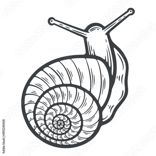 A crawling garden snail in a shell, slimy slug with antennae, top view, lines, hand-drawn, black and white, graphic illustration, engraving isolated