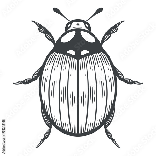 Colorado potato beetle, pest bug, top view, lines, hand-drawn, black and white, graphic illustration, engraving isolated
