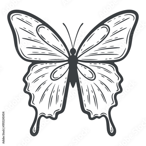 A flying butterfly, top view, moth bug, lines, hand-drawn, black and white, graphic illustration, engraving isolated