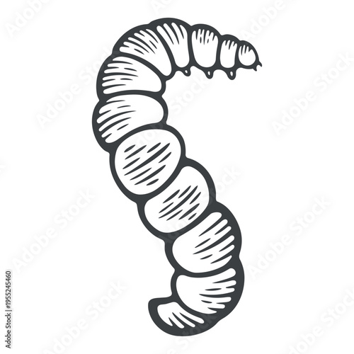 A crawling caterpillar, fat, top view, lines, hand-drawn, black and white, graphic illustration, engraving isolated