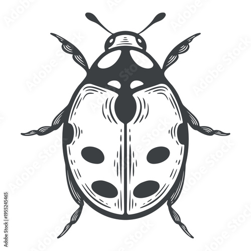 Ladybug, cute ladybird, top view, lines, hand-drawn, black and white, graphic illustration, engraving isolated