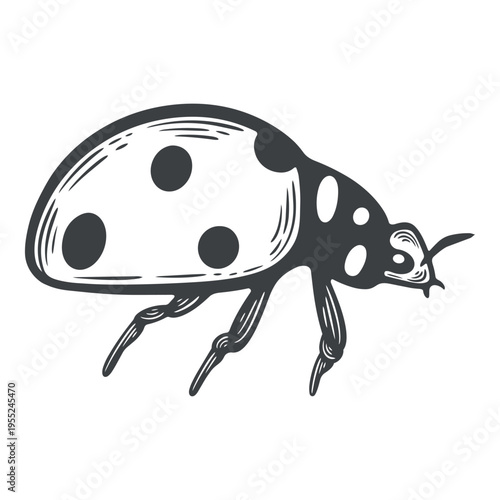 Ladybug, spotted ladybird, side view, lines, hand-drawn, black and white, graphic illustration, engraving isolated