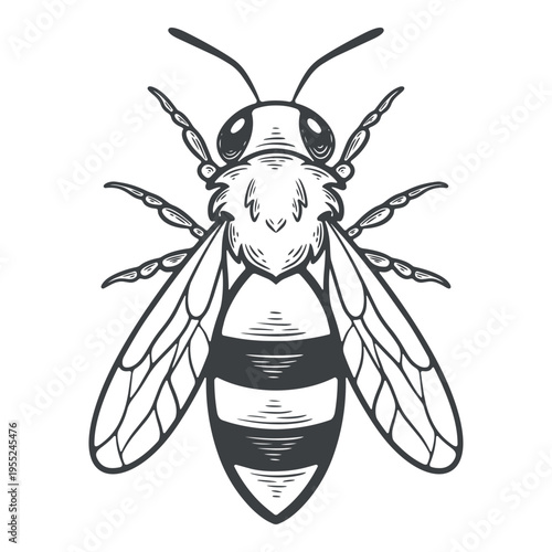 Honey bee, top view, lines, hand-drawn, black and white, graphic illustration, engraving isolated