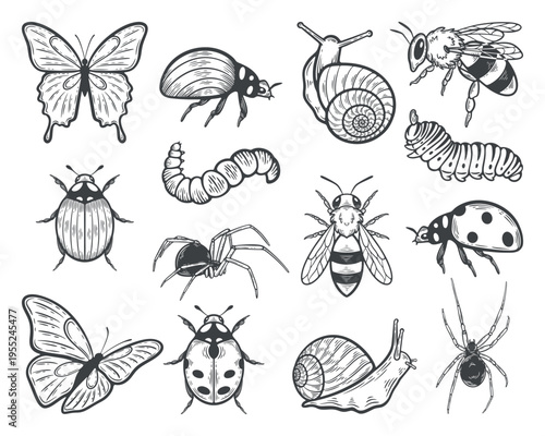 Insects set, bug collection, honey bee, butterfly, caterpillar, worm, ladybug, snail, spider, colorado potato beettle, lines, hand-drawn, black and white, graphic illustration, engraving isolated