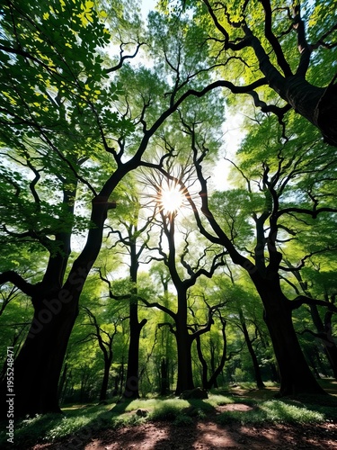 Sunlit canopy of ancient trees, sunlight filtering through leaves, creating dappled patterns on the forest floor,  life,  dappled